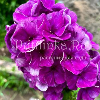 Флокс метельчатый Карнавал (Долженко А.)