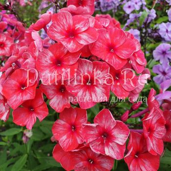 Флокс метельчатый Костры Осени (Калугина А.В.)