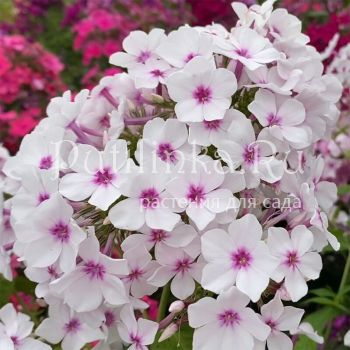 Флокс метельчатый Красоты Арктики (Калугина А.В.)