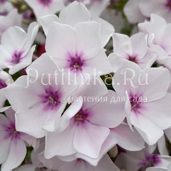 Флокс метельчатый Красоты Арктики (Калугина А.В.)