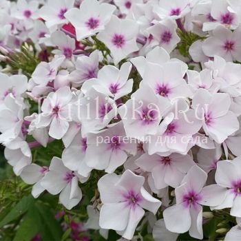 Флокс метельчатый Красоты Арктики (Калугина А.В.)