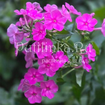 Флокс метельчатый Лидия (Долженко А.)