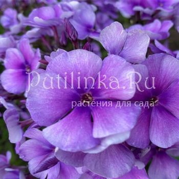 Флокс метельчатый Ловец Снов (Калугина А.В.)