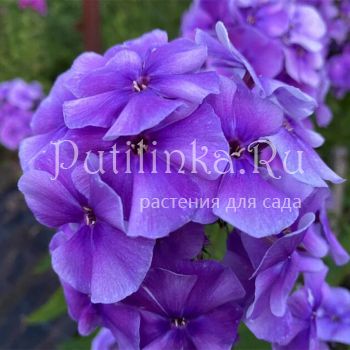 Флокс метельчатый Ловец Снов (Калугина А.В.)