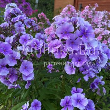 Флокс метельчатый Ловец Снов (Калугина А.В.)