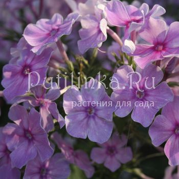 Флокс метельчатый ЛПШ (Долженко А.)