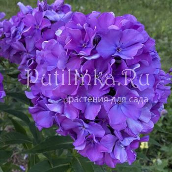 Флокс метельчатый Магнетизм (Калугина А.В.)