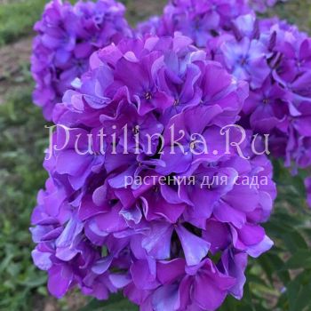 Флокс метельчатый Магнетизм (Калугина А.В.)