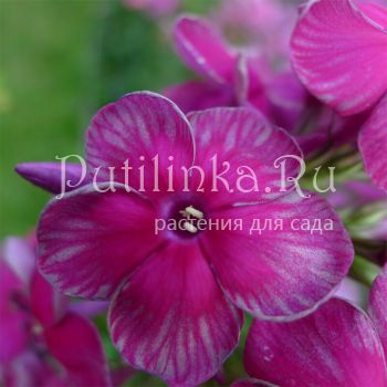 Флокс метельчатый Мексика (Калугина В.А)