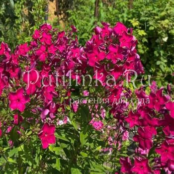 Флокс метельчатый Мексика (Калугина В.А)