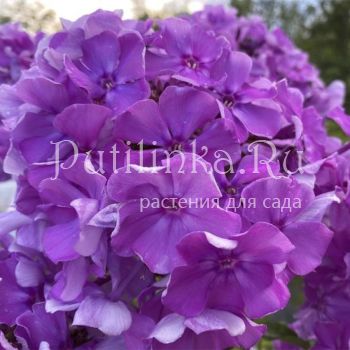 Флокс метельчатый Морфей (Шаповал Т.П.)