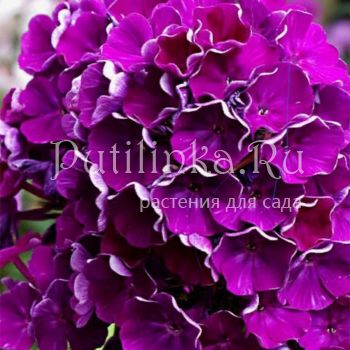 Флокс метельчатый НБТ (Долженко А.)