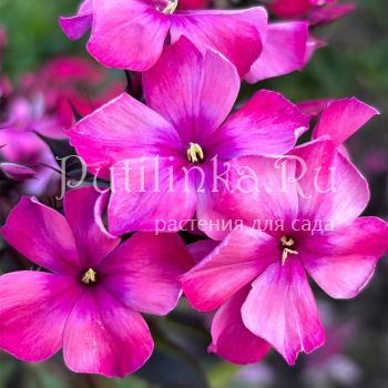 Флокс метельчатый ОКР (Долженко А.)