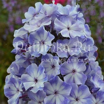 Флокс метельчатый Остров Санторини (Борисовой В.Г. Корчагиным В.В.)