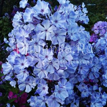 Флокс метельчатый Остров Санторини (Борисовой В.Г. Корчагиным В.В.)