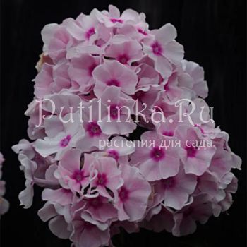 Флокс метельчатый Пломбирчик (Долженко А.)