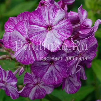 Флокс метельчатый Полосатик (Долженко А.)