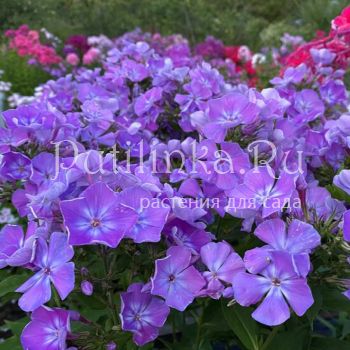 Флокс метельчатый Сережа (Куликова А. В.)