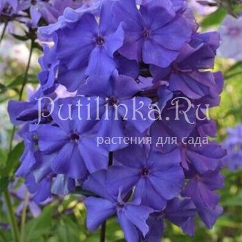 Флокс метельчатый Синий Взгляд (Борисовой В.Г.)