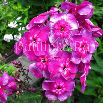 Флокс метельчатый Смуглянка (Константинова Н.Ю.)