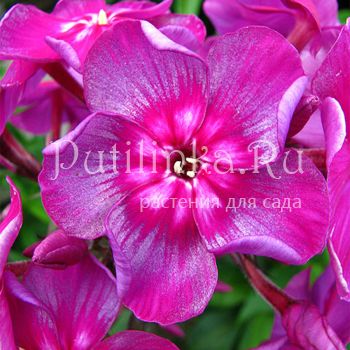 Флокс метельчатый Смуглянка (Константинова Н.Ю.)