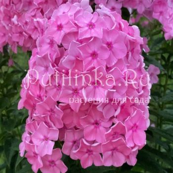 Флокс метельчатый Сокровище (Калугина А.В.)