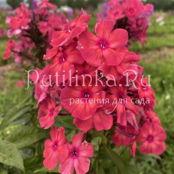 Флокс метельчатый Тропиканка (Калугина А.В.)