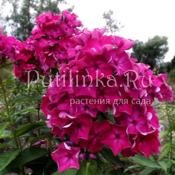 Флокс метельчатый Айседора (Егорова В. И.)