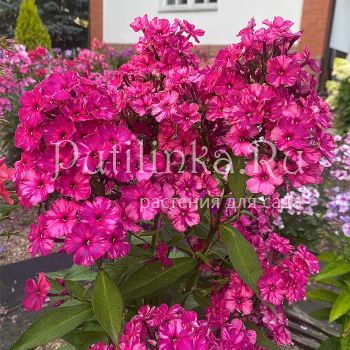 Флокс метельчатый Аномалия (Егорова В.И.)