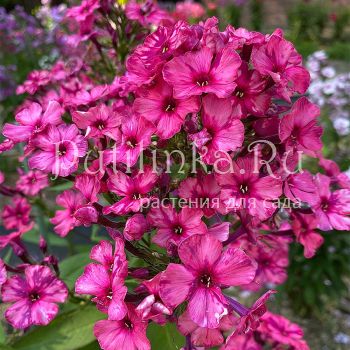 Флокс метельчатый Аномалия (Егорова В.И.)