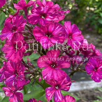 Флокс метельчатый Аномалия (Егорова В.И.)