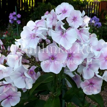 Флокс метельчатый Аромат Любви (Егорова В.И.)