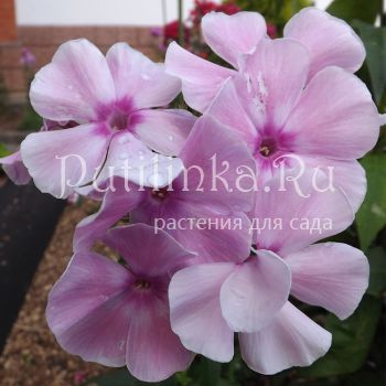 Флокс метельчатый Аромат Любви (Егорова В.И.)