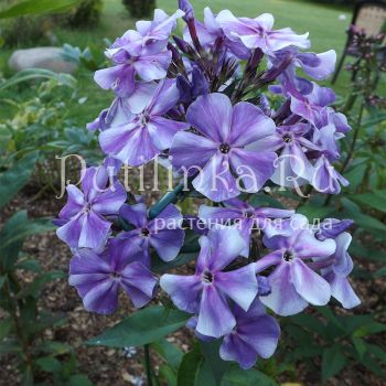 Флокс метельчатый Боцман (Егорова В.И.)