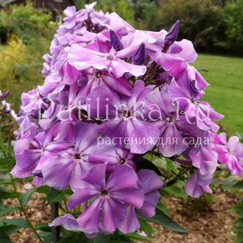 Флокс метельчатый Боцман (Егорова В.И.)