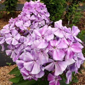 Флокс метельчатый Боцман (Егорова В.И.)