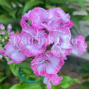 Флокс метельчатый Виньетка (Егорова В.И.)