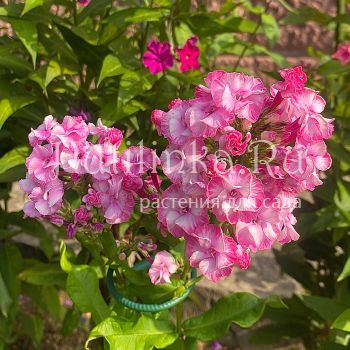 Флокс метельчатый Виньетка (Егорова В.И.)