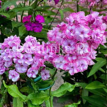 Флокс метельчатый Виньетка (Егорова В.И.)