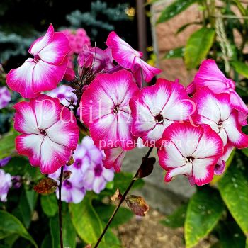 Флокс метельчатый Заряница (Егорова В.И.)