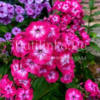 Флокс метельчатый Заряница (Егорова В.И.)