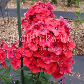 Флокс метельчатый Красная Стрела (Егорова В.)