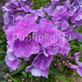 Флокс метельчатый Лавандовое Облако (Егорова В.)