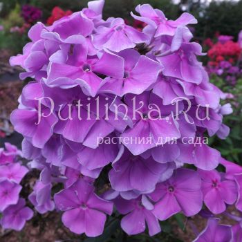 Флокс метельчатый Лавандовое Облако (Егорова В.)