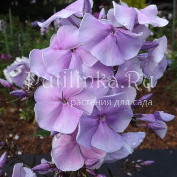 Флокс метельчатый Лавандовое Облако (Егорова В.)