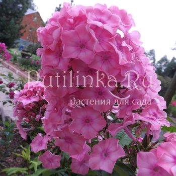 Флокс метельчатый Лана (Егорова В.)