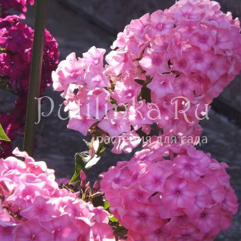 Флокс метельчатый Лана (Егорова В.)