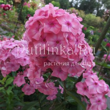 Флокс метельчатый Лана (Егорова В.)