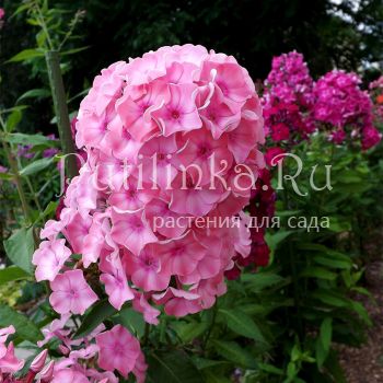 Флокс метельчатый Лана (Егорова В.)