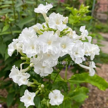 Флокс метельчатый Лебединое Озеро (Егорова В.)